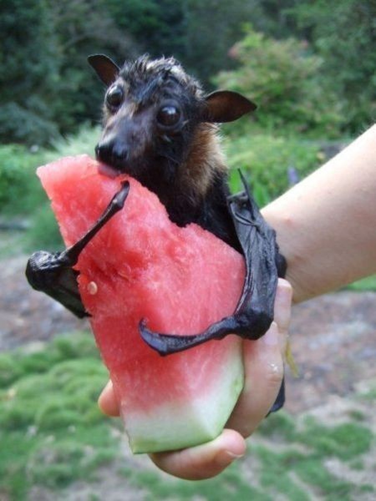 cute news tier fledermaus

https://ch.pinterest.com/pin/47076758604431542/