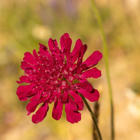 Mazedonische Witwenblume (Knautia macedonica)