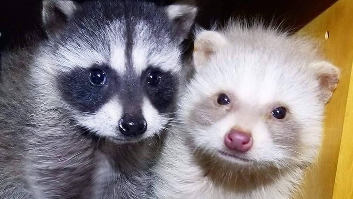 cute news tier trash panda

https://ch.pinterest.com/pin/292452569569906714/