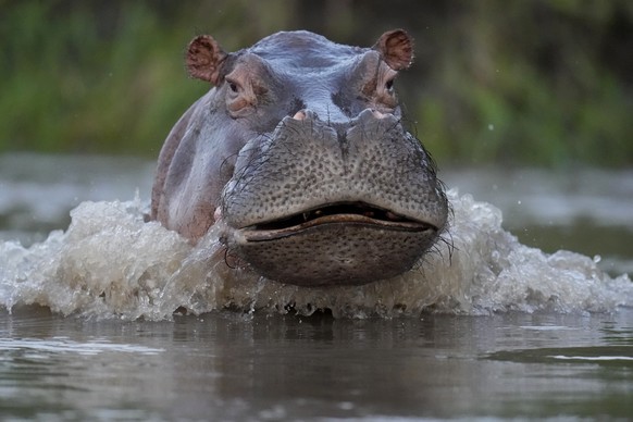FILE - A hippo swims in the Magdalena river in Puerto Triunfo, Colombia, Feb. 16, 2022. A hippopotamus descended from animals illegally brought to Colombia by the late drug kingpin Pablo Escobar has d ...