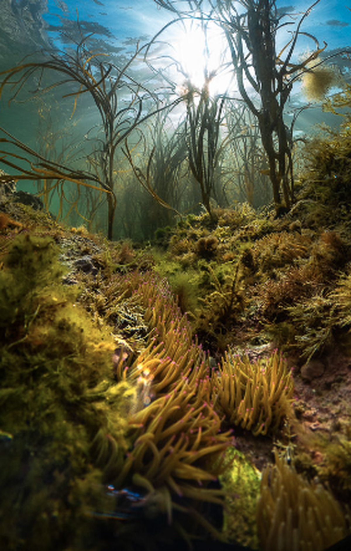 Most Promising British Underwater Photographer of the Year 2023, Korallen