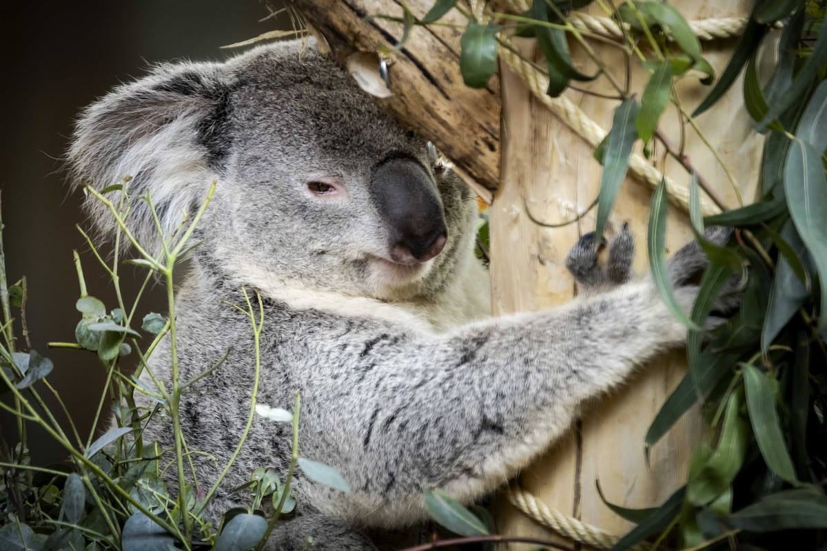 epa11300255 A koala during the opening of 'Koalia', an enclosure for koalas at Ouwenhands Zoo in Rhenen, the Netherlands, 25 April 2024. The zoo is the only and first zoo in the Netherlands  ...
