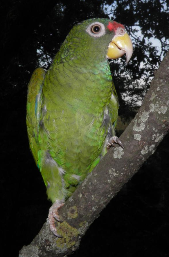 blue-winged amazon, blauflügliger Amazonas, neu entdeckter Papagei auf der Yucatan Halbinsel in Mexiko
