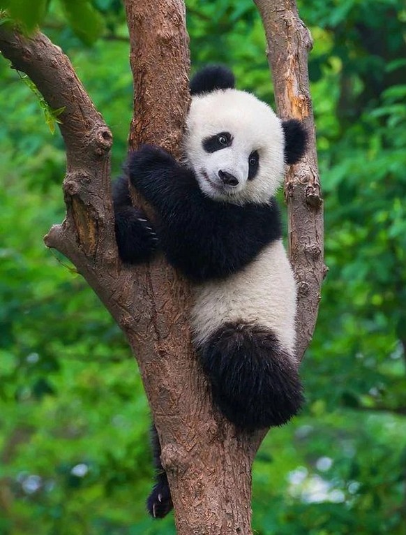 cute news tier panda

https://www.reddit.com/r/AnimalsBeingSleepy/comments/1b1m1ga/i_love_this/