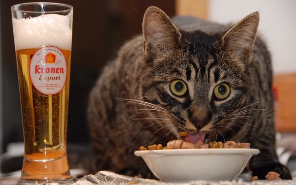 Katzen, Food, Essen, catsicle