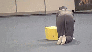 Animiertes GIF