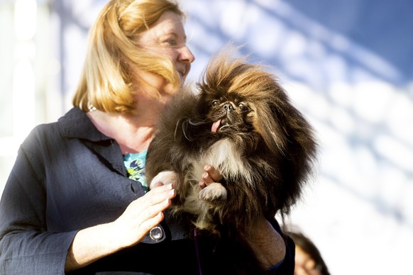 Wild Thang, a 3-year-old Pekingese, competes in the World&#039;s Ugliest Dog Contest with owner Ann Lewis at the Sonoma-Marin Fair in Petaluma, Calif., Friday, June 21, 2019. Wild Thing went on to win ...