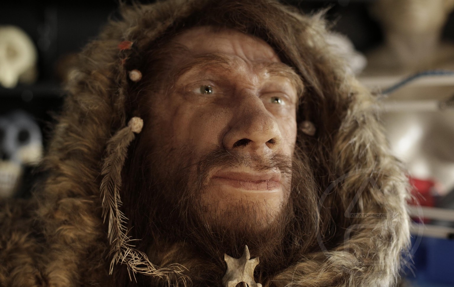 Wuchtiges Gesicht, grosse Nase: Der Neandertaler war nicht gerade zart gebaut.&nbsp;