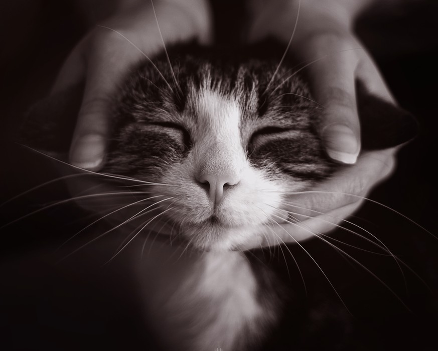 Wie du deine Katze richtig massierst – in 4 Schritten