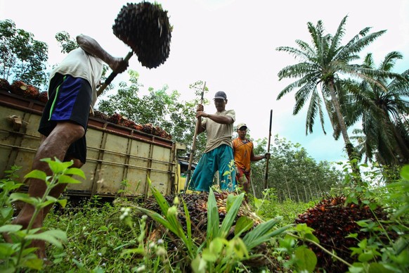 Palmöl-Bauern auf Sumatra, Indonesien.