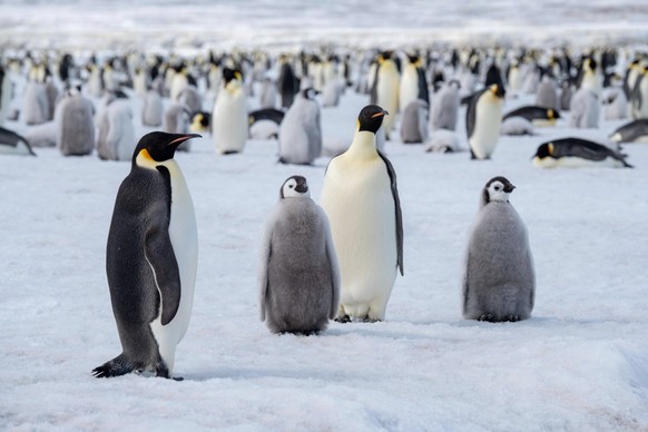 Antarctica, Weddell Sea, Snow Hill. Emperor penguins adult with chicks. PUBLICATIONxNOTxINxUSAxCANxMEX Copyright: xCindyxMillerxHopkinsx/x AN02 CMI0359