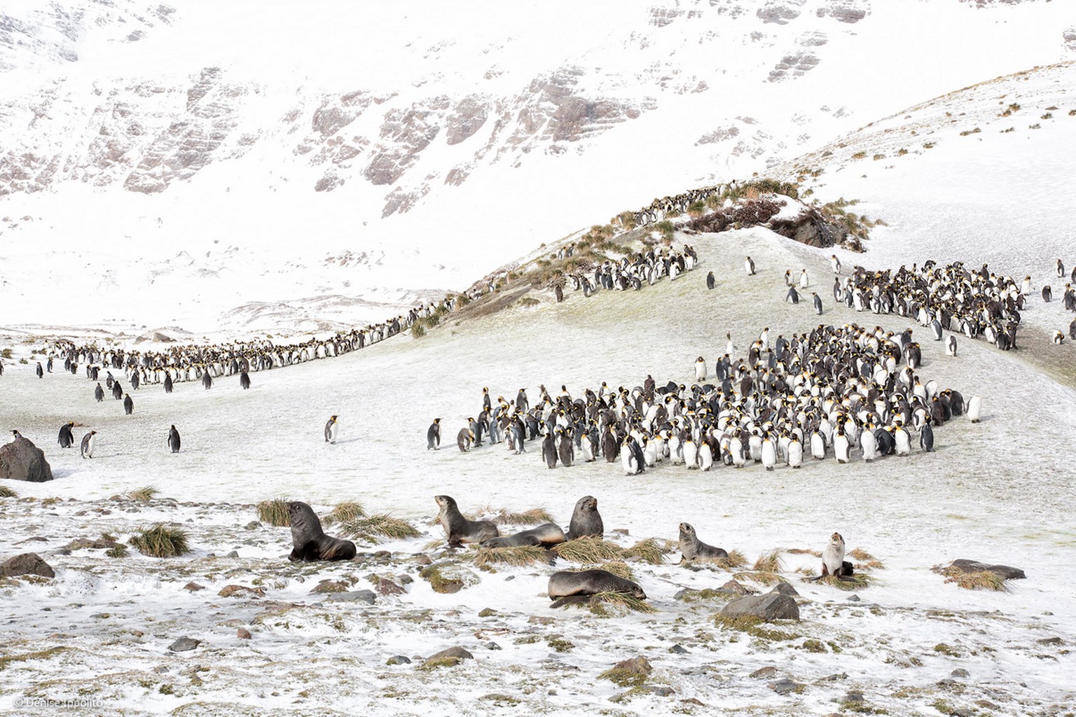 «King penguins and fur seals» («Königspinguine und Ohrenrobben»)&nbsp;