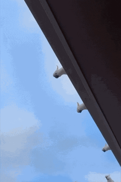 Animiertes GIF