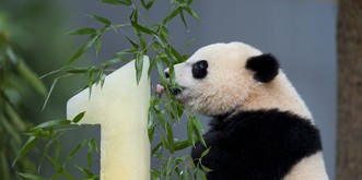 Liebe Veganer, bitte lebt eure Religion zu Hause aus und lasst eure Kinder essen, was sie wollen!