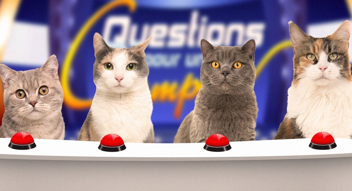 Journée internationale du chat: répondez à notre quizz 🐱
