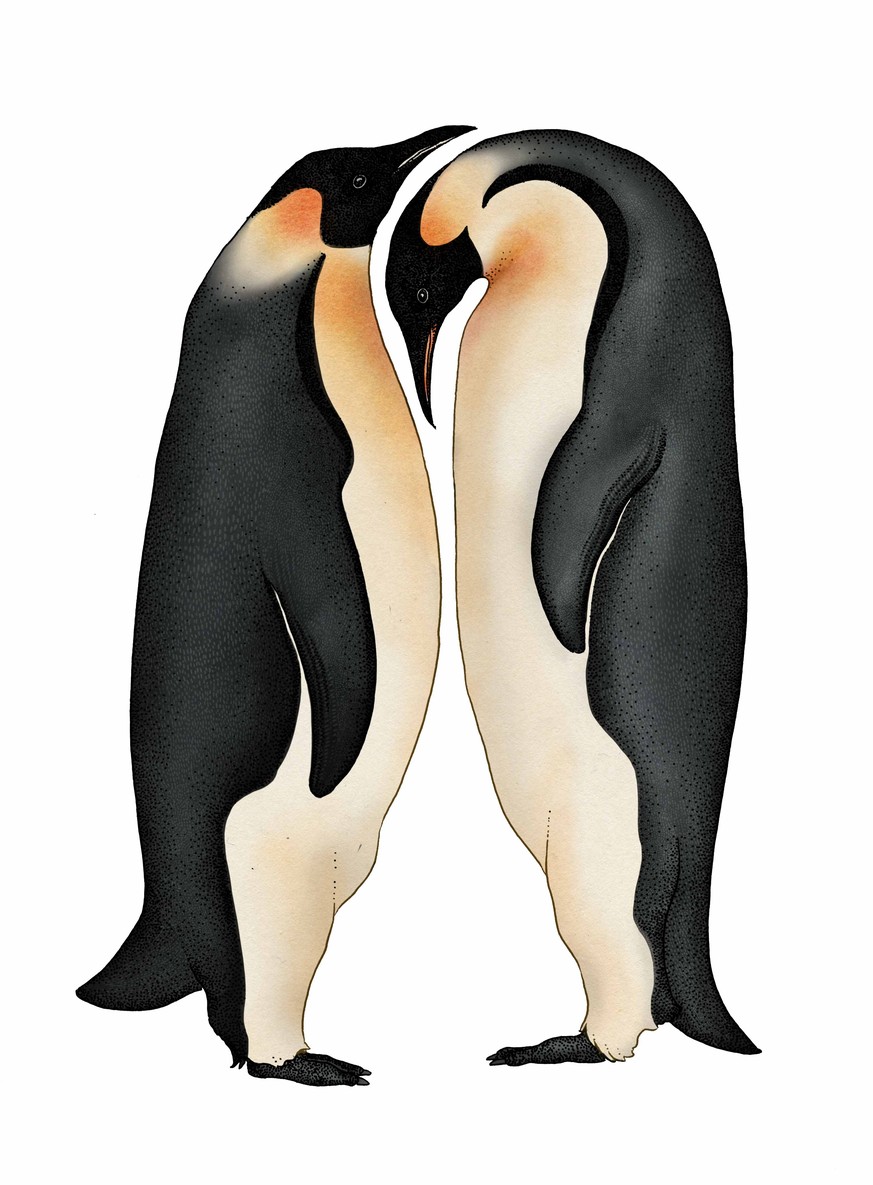 Im Meer schwimmende Pinguine sind von oben kaum auszumachen, da ihre schwarze Rückenfärbung mit dem dunklen Ozean verschmilzt. Und auch von unten sind sie dank ihrem weissen Bauch gegen einen hellen H ...