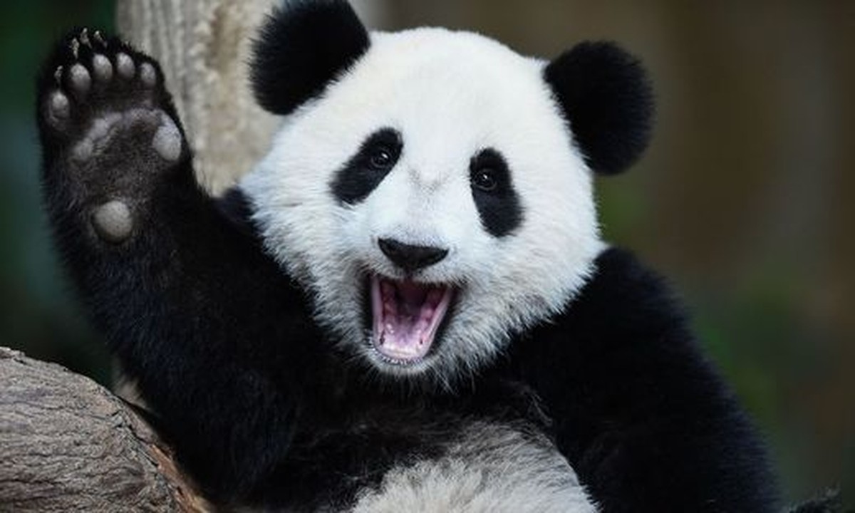Dreimal dürft ihr raten, was jetzt kommt. (Jap, lustige Tierbilder)
Hier noch Bild 😂