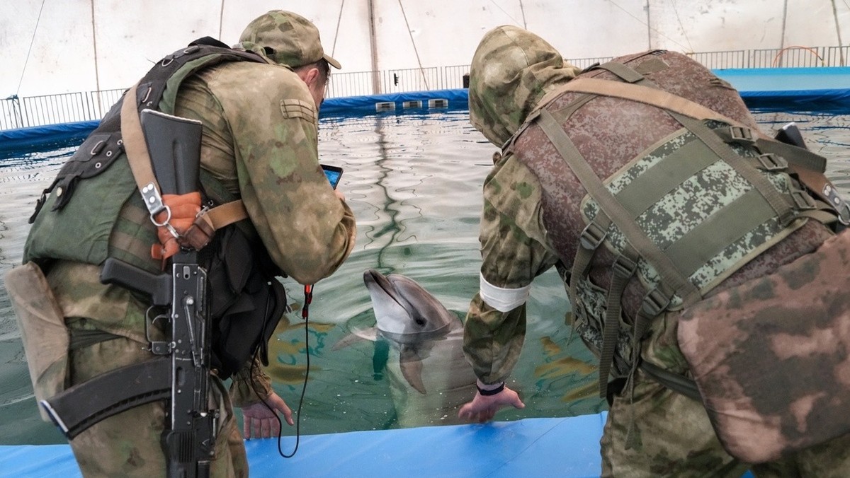 Des soldats russes avec un dauphin commando en Ukraine. Les dauphins de combat sont utilisés en Crimée pour défendre le port de Sébastopol des sabotages de l'armée ukrainienne.