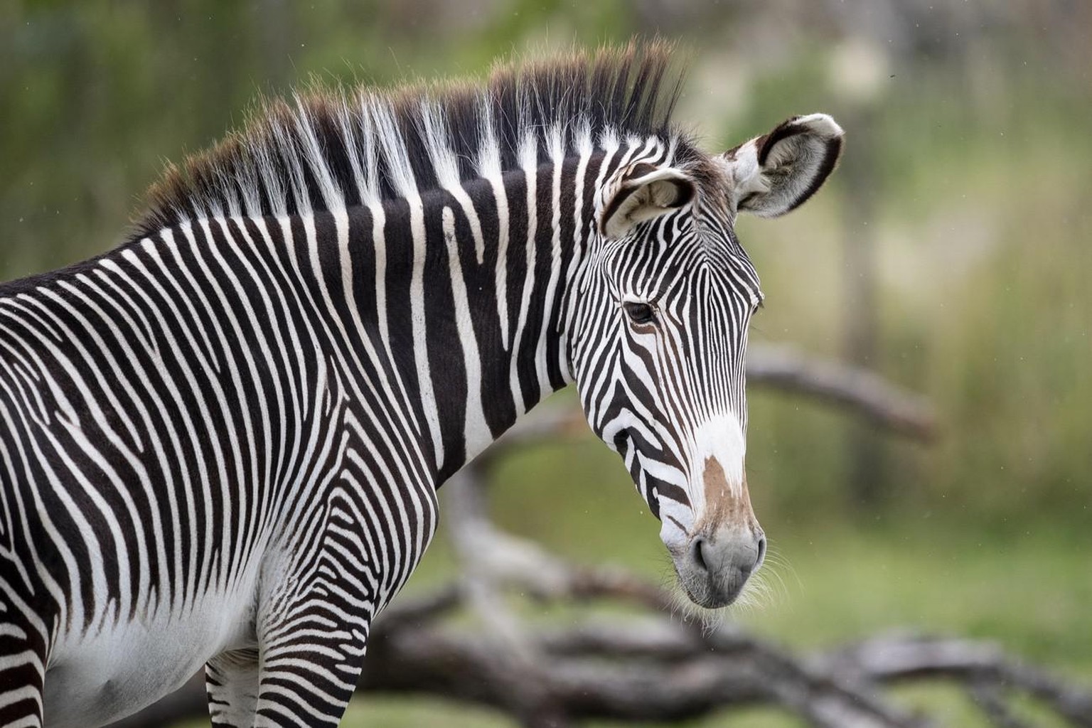 Die Grevyzebras auf der Lewa Savanne im Zoo Zuerich, aufgenommen am Mittwoch, 15. Juli 2020. (KEYSTONE/Ennio Leanza)