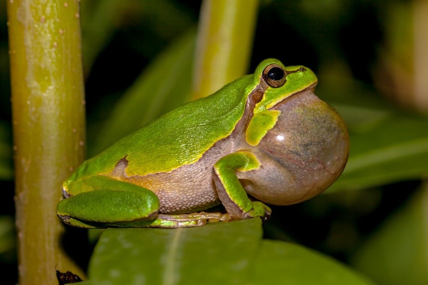 frosch