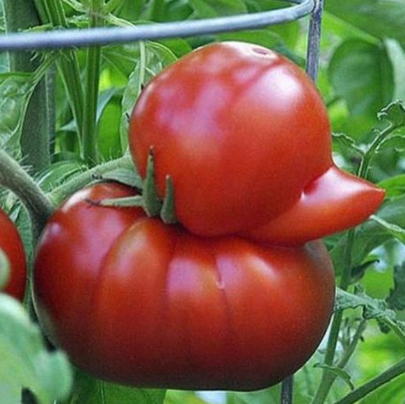 5 Bilder von GemÃ¼se, das zu Â«hÃ¤sslichÂ» fÃ¼r den Verkauf ist
Tomate auf Abwegen.