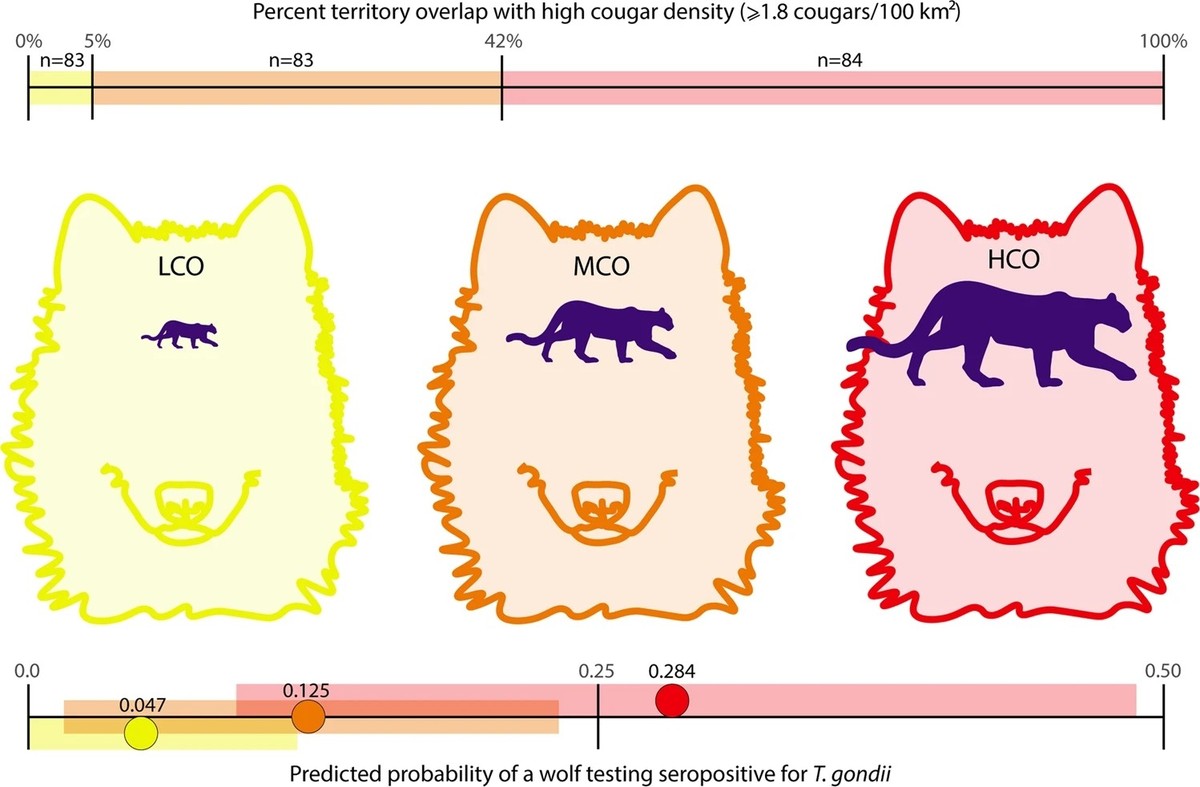 Gray wolves with T. gondii serology results were divided into one of three categories relative to their average annual overlap with cougar density ≥1.8/100 km2 (top bar): Low Cougar Overlap (LCO in ye ...