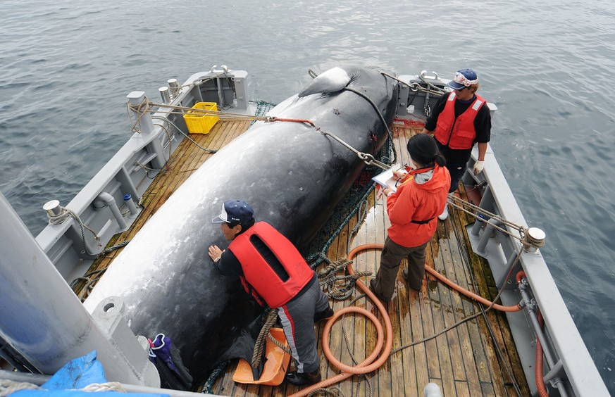 In this Sept. 2013, photo, a minke whale is unloaded at a port after a whaling for scientific purposes in Kushiro, in the northernmost main island of Hokkaido. Japan says it is leaving the Internation ...