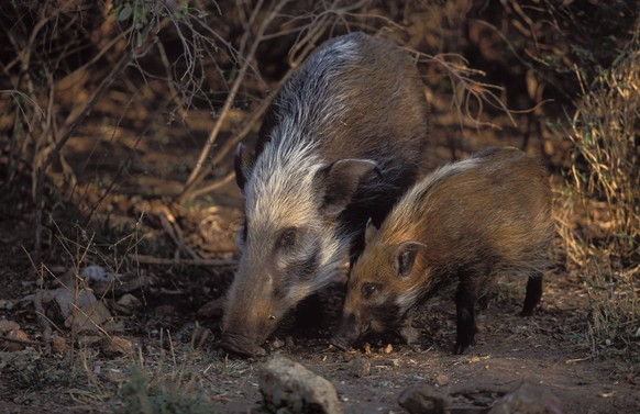 Bildnummer: 55013798 Datum: 04.03.2011 Copyright: imago/imagebroker
Pinselohrschweine, Flussschweine (Potamochoerus porcus), Muttertier und ihr Junges, Krüger-Nationalpark, Südafrika kbdig xo0x xsk 20 ...