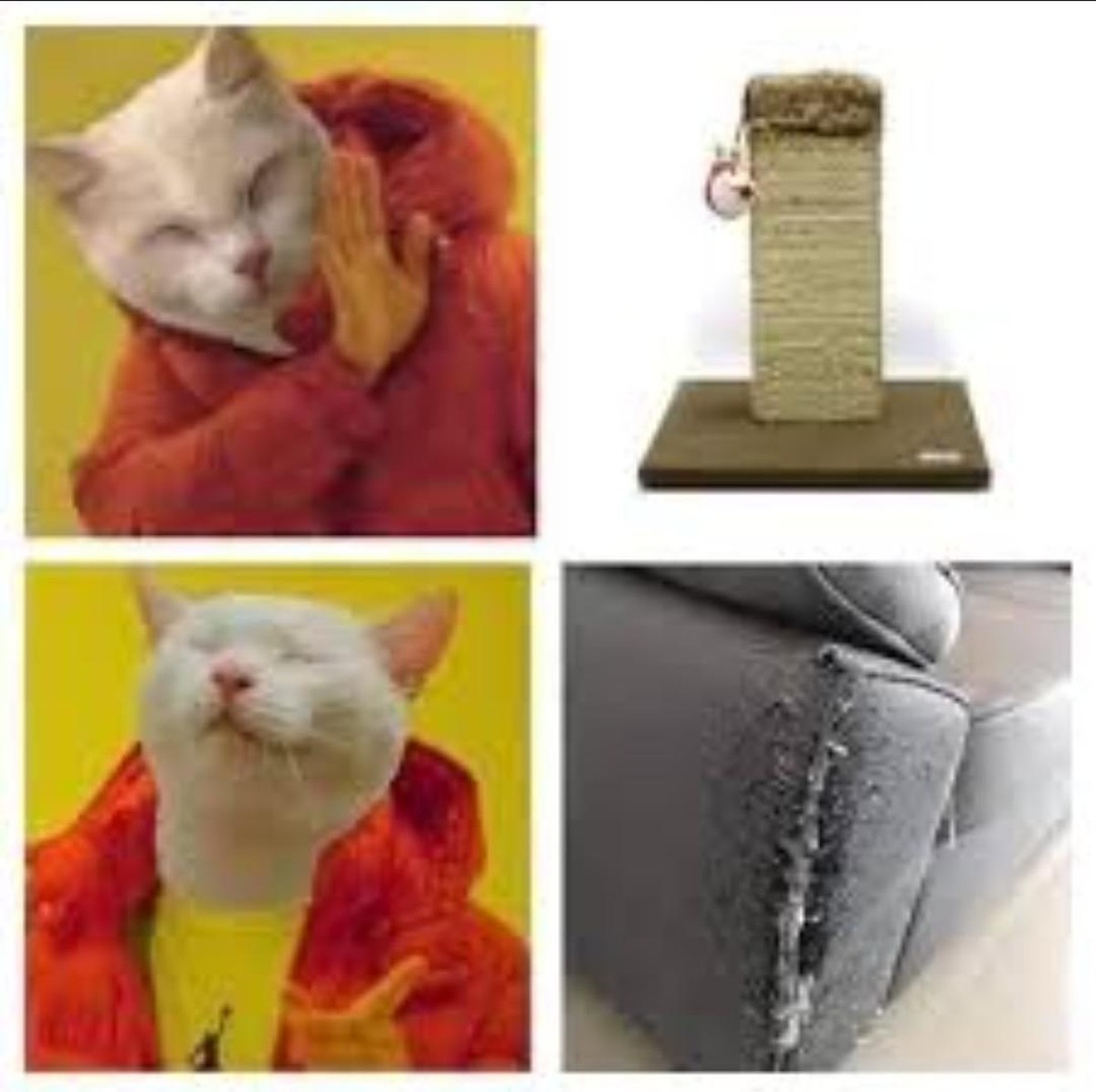 PICDUMP 417 – wer gähnen muss, hat verloren!\n😼
