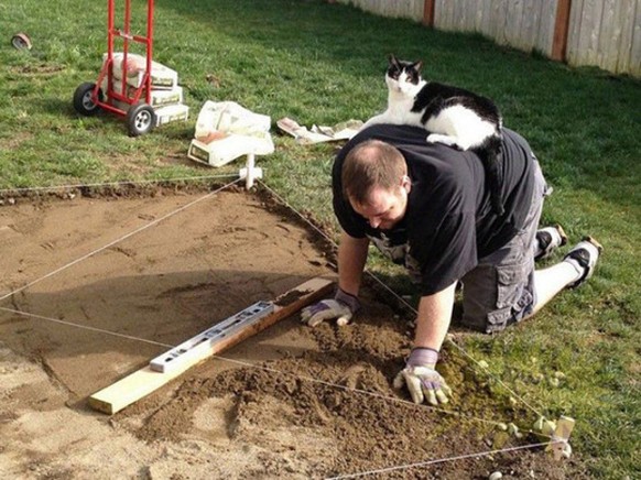 Katze stört bei Arbeit
http://imgur.com/gallery/MAjvz