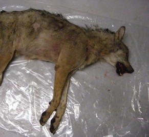 Der tote Wolf von Schlieren.