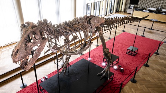 The skeleton of a Tyrannosaurus rex named Trinity, is displayed during a preview by auction house Koller at the Tonhalle Zurich concert hall, on Wednesday, March 29, 2023 in Zurich, Switzerland. The 1 ...