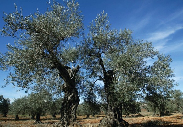 Olivenöl aus Palästina
