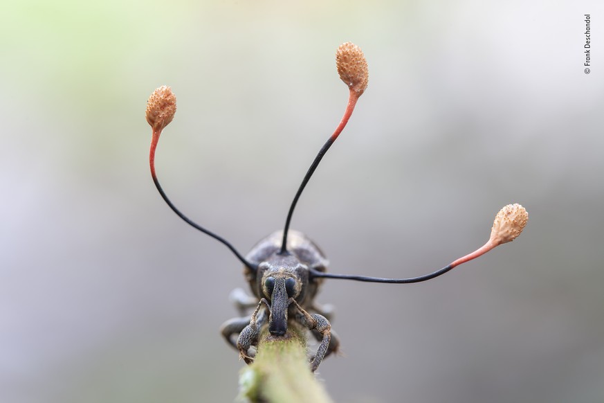 / Wildlife Photographer of the Year