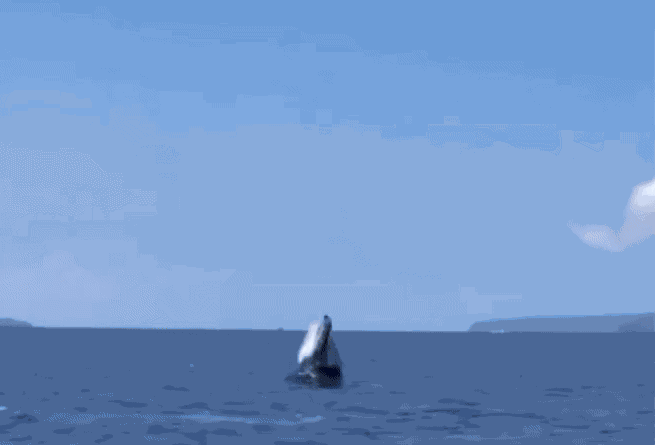 Animiertes GIF