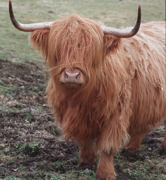 cute news tier kuh schottisches hochlandrind

https://ch.pinterest.com/pin/25332816644516154/