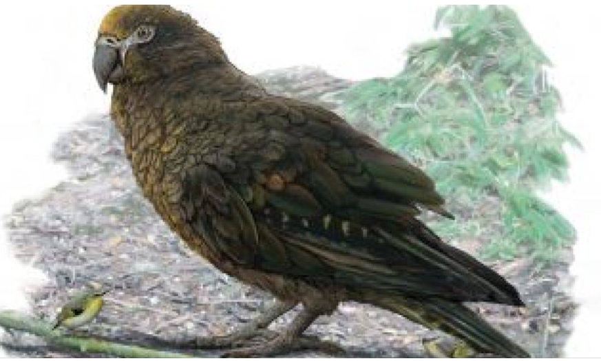 Bis zu einem Meter gross: Vor mehreren Millionen Jahren lebte auf Neuseeland ein Riesen-Papagei. (Illustration)