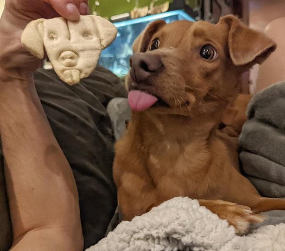 cute news animal tier hund

https://www.reddit.com/r/rarepuppers/comments/rlfthf/teslas_christmas_cookie_captures_her_perfectly/