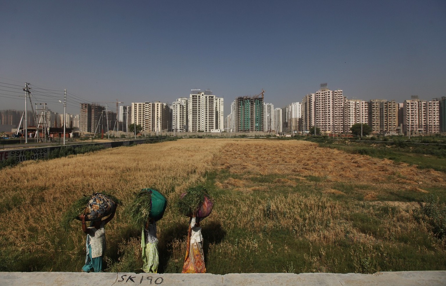 Indische Frauen spazieren in Neu-Delhi durch ein kleines Weizenfeld, während sie Gras für ihr Vieh tragen, aufgenommen am 22. April 2015.