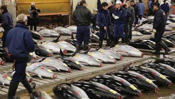 epa06417564 Tuna fish brokers check the quality of bluefin tuna in the final year-opening auction at Tsukiji Market in Tokyo, Japan, 05 January 2018. A bluefin tuna, with a weight of 405 kg, was sold  ...