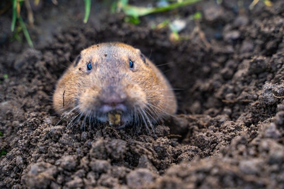 Taschenratte pocket gopher