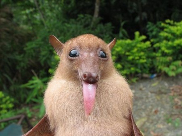 cute news tier fledermaus

https://ch.pinterest.com/pin/1121888957210442242/