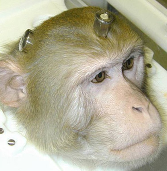 Die Rhesusaffen tragen implantierte Elektroden. Der Kopf wird fixiert, während sie im Primatenstuhl sitzen und Aufgaben lösen.&nbsp;