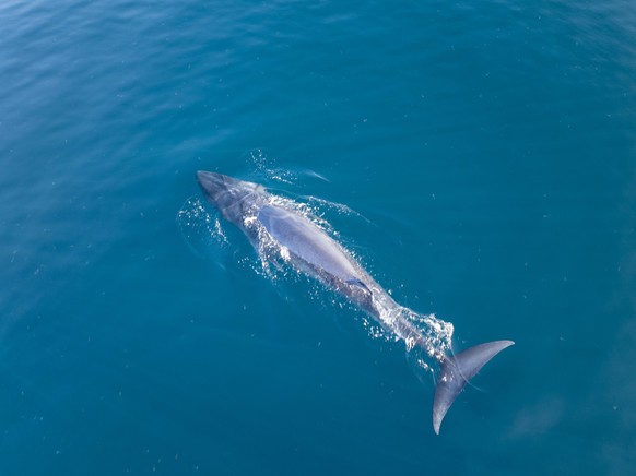 An Omura's whale, Balaenoptera omurai, breathes at the surface of the South Pacific Ocean. This fast, little-known rorqual feeds on planktonic organisms.
Omurawal