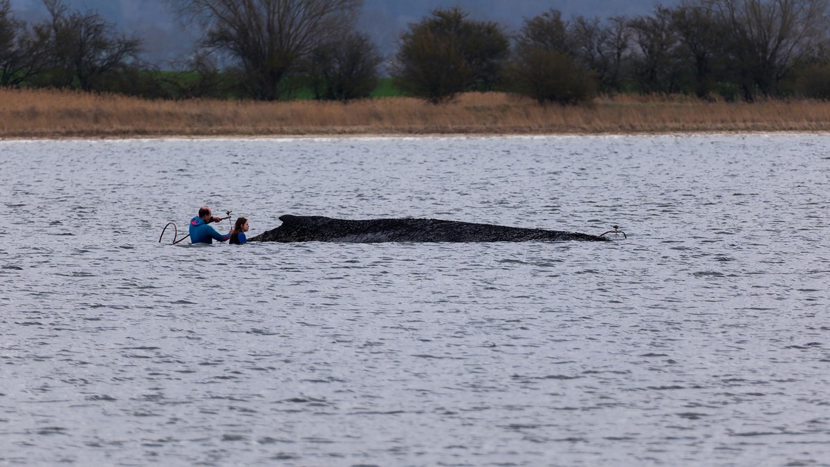 KEYPIX - 03.04.2026, Mecklenburg-Vorpommern, Weitendorf-Hof: Einsatzkräfte der Feuerwehr benetzen den Rücken des Wals, der aus dem Wasser ragt. Der vor Wismar gestrandete Buckelwal ist noch am Leben.  ...