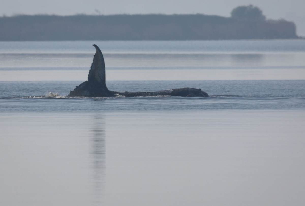 dpatopbilder - 17.04.2026, Mecklenburg-Vorpommern, Kirchdorf (poel): Der Buckelwal vor der Insel Poel schlägt am Morgen mit seiner Schwanzflosse. Für den bei Wismar gestrandeten Buckelwal soll der neu ...
