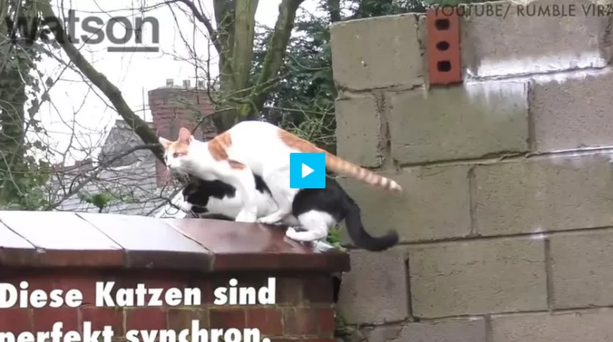 Diese Katzen sind so synchron, sie würden bei Olympia Gold gewinnen