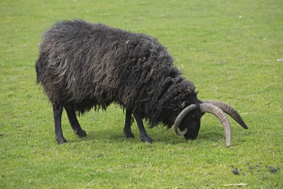 Single Hebridean sheep grazing Scotland UK Single black Hebridean sheep grazing Scotland UK, Credit:Mark Boulton / Avalon PUBLICATIONxNOTxINxUKxFRAxUSA Copyright: xMarkxBoultonx/xAvalonx 0554887552