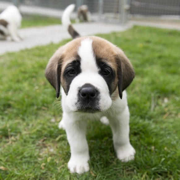 Ein Hund, der beste Freund des Menschen. A five week old Saint Bernard dog has fun in the outdoor enclosure at the Barry Foundation in Martigny, Switzerland, Tuesday, May 2, 2017. The Barry foundation welcomed two reaches of 20 Saint Bernard dogs at the end of March 2017. (KEYSTONE/Thomas Delley)