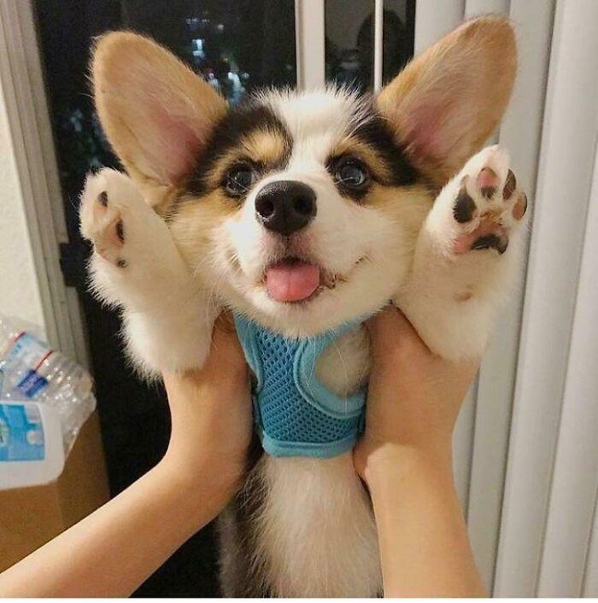 corgi hund dog

https://www.boredpanda.com/cute-funny-corgi-pictures/?utm_source=google&amp;utm_medium=organic&amp;utm_campaign=organic